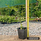 Саджанці Піраканти Солейл Дор (Soleil d'or) Р9, фото 3