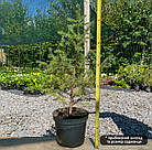 Саджанці Ялини сербської (Picea omorika) 3-х річна С3, фото 3