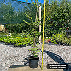 Саджанці Ялиці бальзамічної (Abies balsamea) 3-х річна С3, фото 2