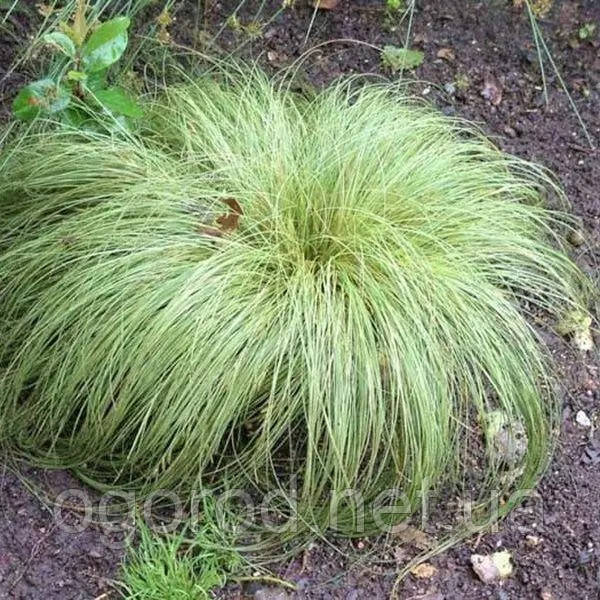 Осока Frosted Curls 10 шт насіння Takii Seeds Голландія