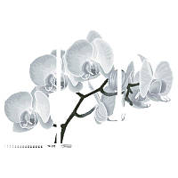 Схема картини Монохромна сіра орхідея (триптих) для вишивки бісером на атласі ТК103ан8658