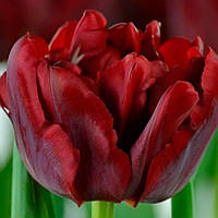 Тюльпан (луковица) махровый Scarlet Verona