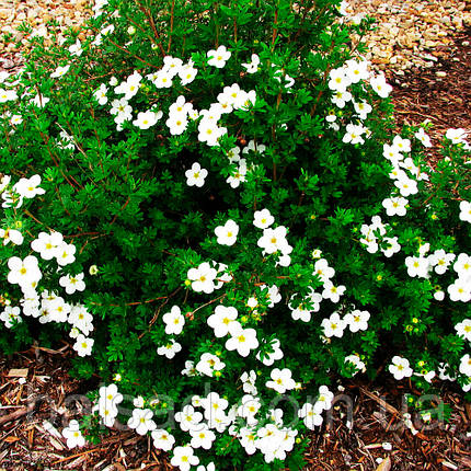Перстач кущовий Маккейс Вайт / Potentilla McKay's White, фото 1