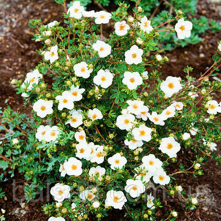 Перстач кущовий Маккейс Вайт / Potentilla McKay's White, фото 3