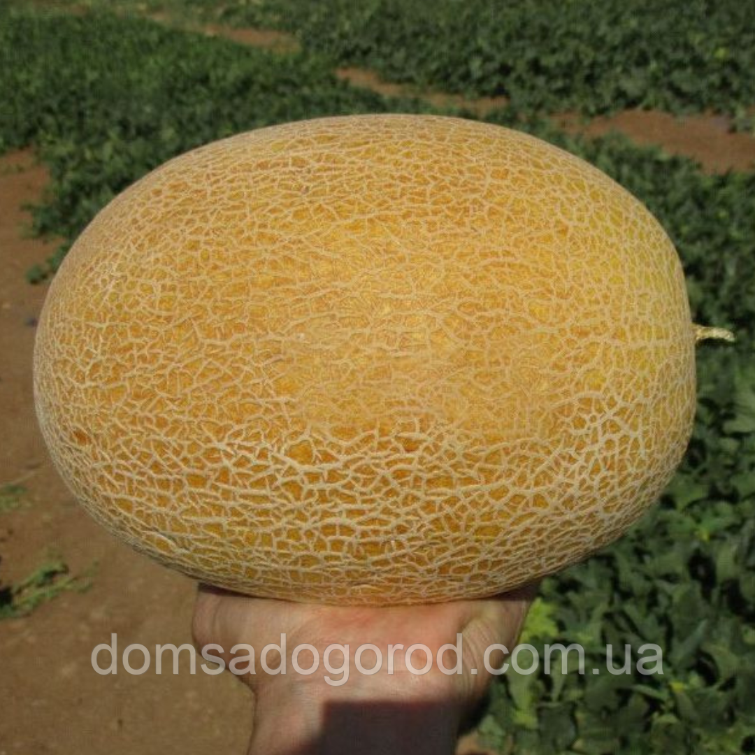 Диня Маорі F1 Clause 1000 шт