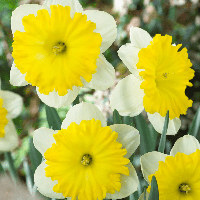 Нарцис спліт-корона Dinnerplate 14/16