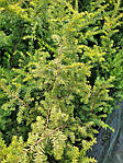 Тис ягідний, Taxus baccata 'Elegantissima', 50 см,, фото 4