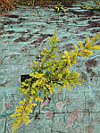 Тис ягідний, Taxus baccata 'Elegantissima', 50 см,, фото 6