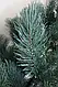 Сосна Люкс лита штучна 120 см, фото 2