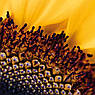 Насіння соняшнику Сумо НСХ 2652, фото 5
