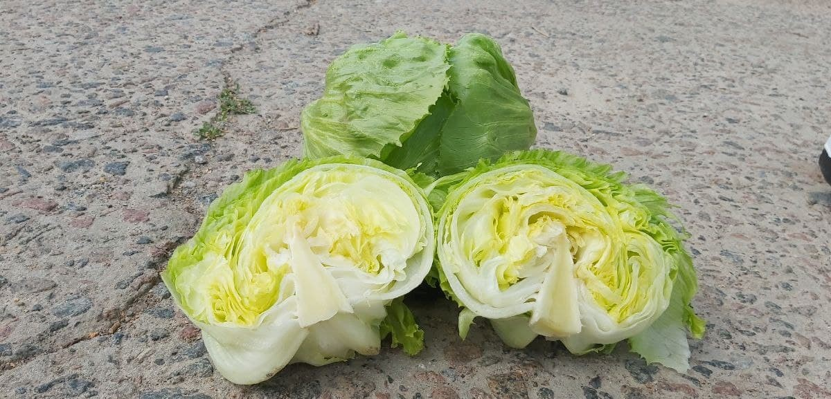 Грін Мун салат айсберг, 1000 нас. Hazera, фото 1