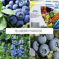 Комплект саджанців лохини "Blueberry paradise"