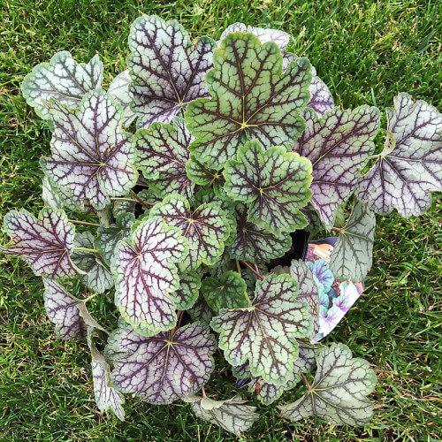 Саджанці Гейхери Венус (Heuchera Venus) Р9, фото 1