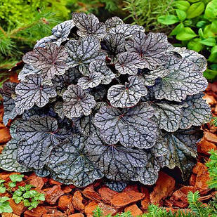 Саджанці Гейхери Регіна (Heuchera Regina) P9