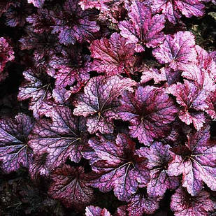 Саженці Гейхери Палас Пурпл (Heuchera Palace Purple) Р9