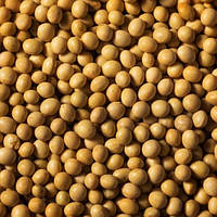 Соя насіння Ультра Ultra Еліта, мішок 25 кг, врожай 2025 року