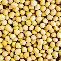 Соя насіння Ультра Ultra 1-а репродукція, мішок 25 кг, врожай 2025 року