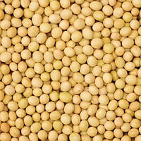 Соя насіння Виндзор Windsor Еліта, тонна, врожай 2025 року