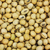 Насіння сої Вітбі Vitbi 1а репродукція мішок 25 кг 2025 рік