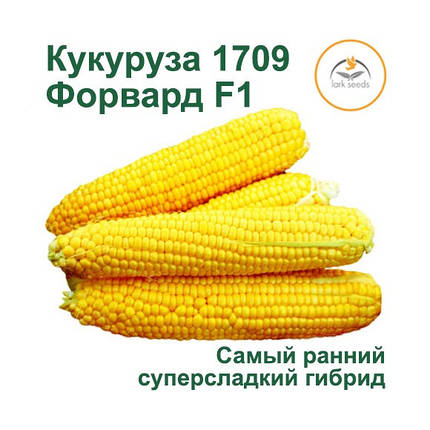Насіння кукурудзи Форвард F1, насіння 2500 — Ультраранній гібрид (65 дні), суперсолодка, фото 3