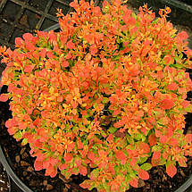Барбарис Голден Рубі / Berberis thunbergii Golden Ruby, фото 2