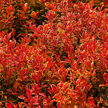 Барбарис Голден Рубі / Berberis thunbergii Golden Ruby, фото 5