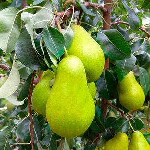 Саджанці Груші колоновидної Г4 - зимово осінній строку, десертна, морозостійка