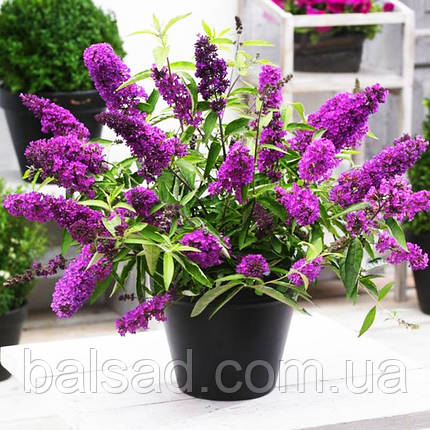 Будлея давіда Тутті Фрутті / Р9 / Buddleja davidii Tutti Fruitti, фото 1