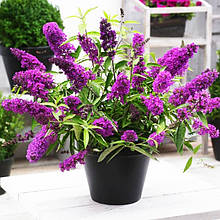 Будлея давіда Тутті Фрутті / Р9 / Buddleja davidii Tutti Fruitti