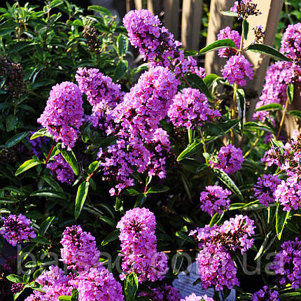 Будлея давіда Тутті Фрутті / Р9 / Buddleja davidii Tutti Fruitti, фото 3