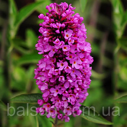 Будлея давіда Тутті Фрутті / Р9 / Buddleja davidii Tutti Fruitti, фото 4