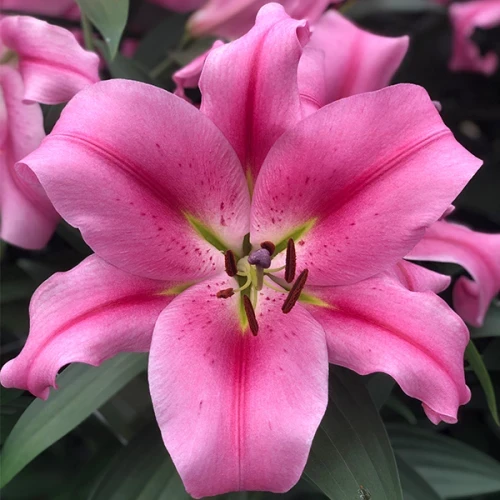 Лилия Гигант Provecho, Луковица — в Категории "Семена и Клубни Трав и ...