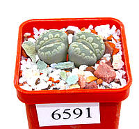 Літопс Lithops otzeniana 'Aquamarine' /6591/,D30 mm