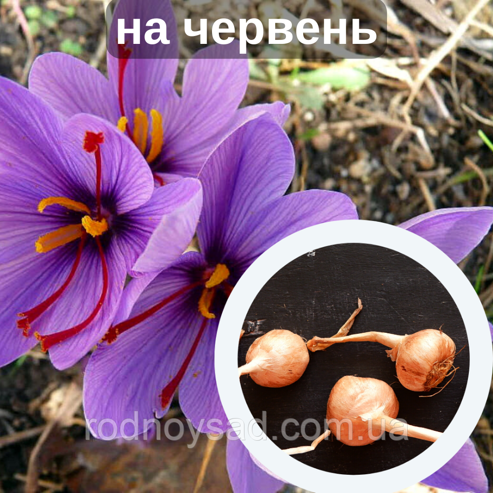 Шафран посівний цибулини 20 шт (Crocus sativus) шафрановий крокус осінній насіння морозостійкий для спеції