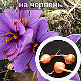 Шафран посівний цибулини 20 шт (Crocus sativus) шафрановий крокус осінній насіння морозостійкий для спеції, фото 2