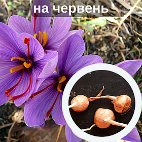 Шафран посівний цибулини 20 шт (Crocus sativus) шафрановий крокус осінній насіння морозостійкий для спеції