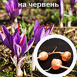 Шафран посівний цибулини 1 кг (Crocus sativus) шафрановий крокус осінній насіння морозостійкий для спеції, фото 2