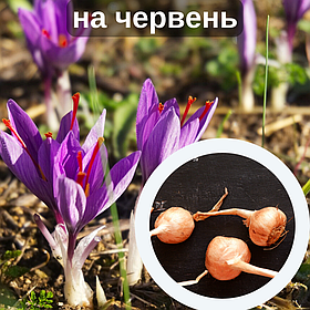 Шафран посівний цибулини 120 шт (Crocus sativus) шафрановий крокус осінній насіння морозостійкий для спеції