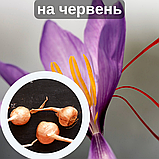 Шафран посівний цибулини 120 шт (Crocus sativus) шафрановий крокус осінній насіння морозостійкий для спеції, фото 2