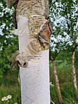 Betula utilis, Береза корисна, береза гімалайська 400 см, фото 9