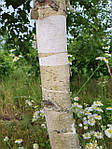 Betula utilis, Береза корисна, береза гімалайська 400 см, фото 7
