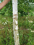 Betula utilis, Береза корисна, береза гімалайська 400 см, фото 9