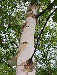 Betula utilis, Береза корисна, береза гімалайська 400 см, фото 11