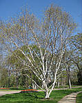 Betula utilis, Береза корисна, 550 см, фото 2