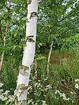 Betula utilis, Береза корисна, 550 см, фото 9