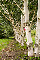 Betula utilis, Береза корисна, Береза полезная, 550см