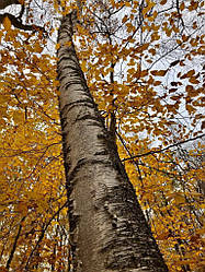 Betula papyrifera, Береза паперова 500 см