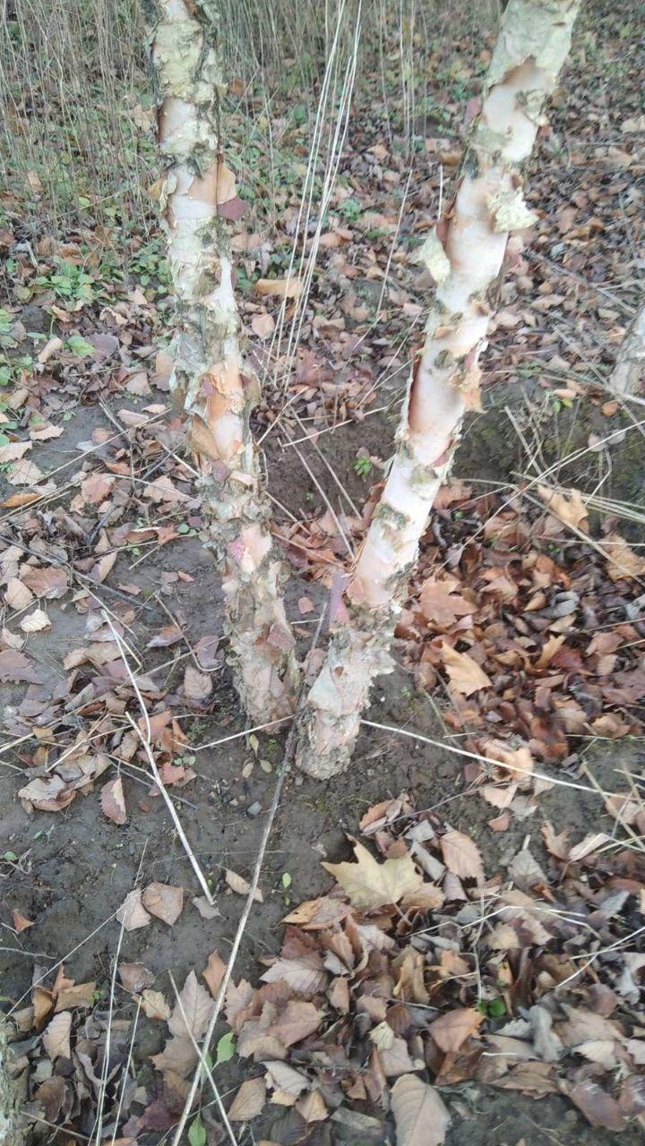 Береза чорная, Betula nigra, 400 см - фото 7 - id-p747725071