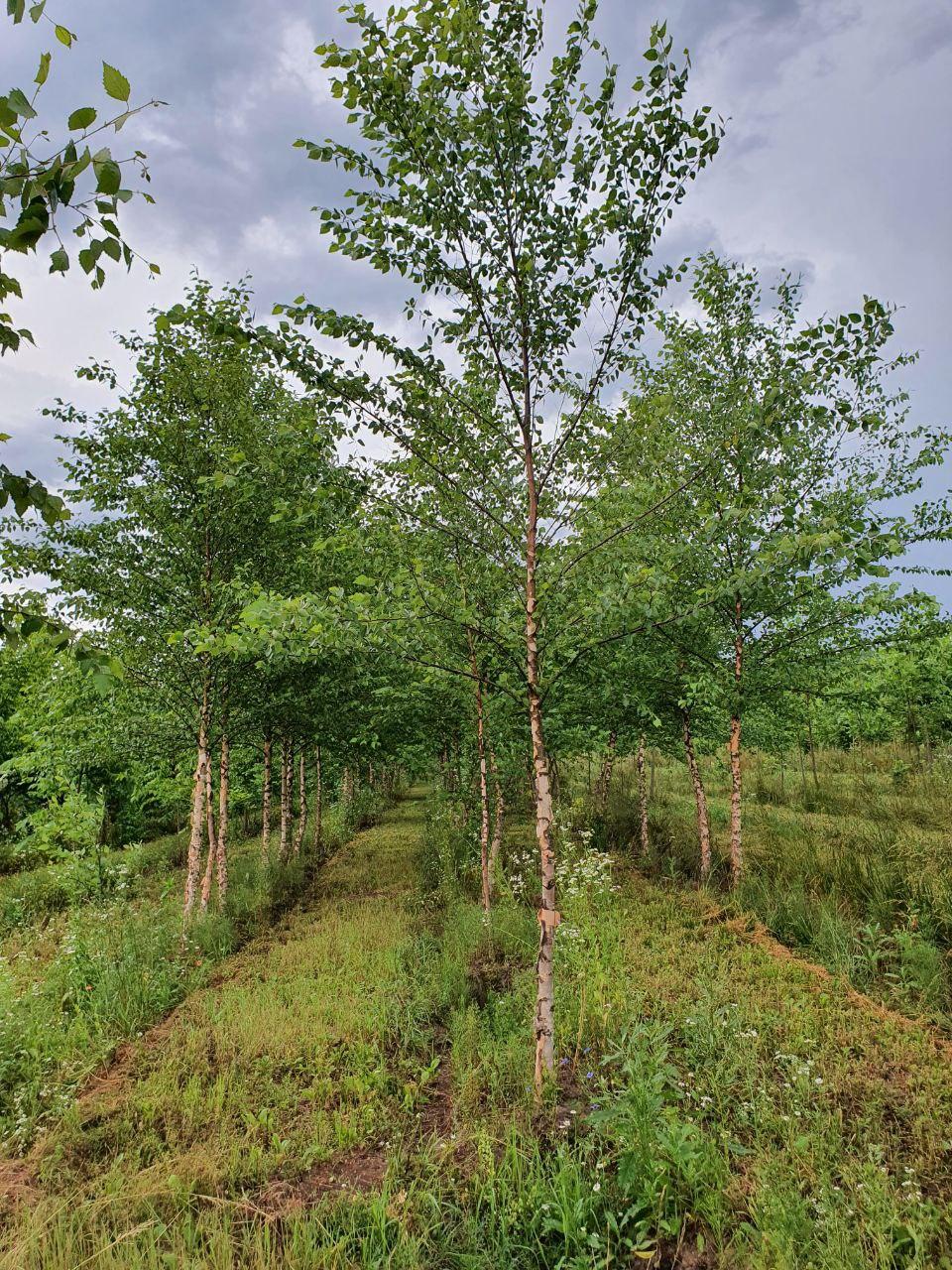 Береза чорная, Betula nigra, 400 см - фото 9 - id-p747725071