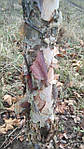 Береза чорна, Betula nigra, 350 см, фото 7
